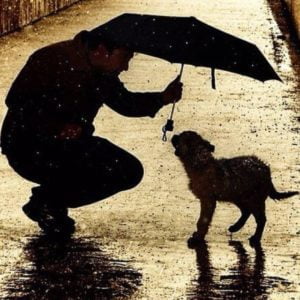 Paraguas Para Un Perro